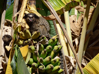 Marmoset, photographed eating banana in a farm yard in a rural area of ​​Esmeraldas.