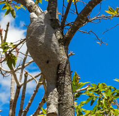 Marimbomdo armadillo in a tree, photographed in a backyard located in the rural region of the Jardim das Oliveiras neighborhood, municipality of Esmeraldas, Minas Gerais, Brazil.