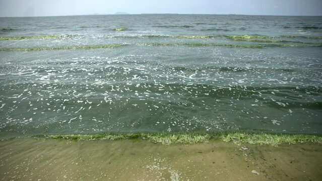 A view of green sea water caused by plankton bloom known to kill marine life, at Bang Saen beach in Chonburi, Thailand . February 28, 2024. 