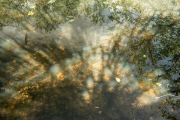 Sunlight Breaks Through Marshy Water Revealing Fish
