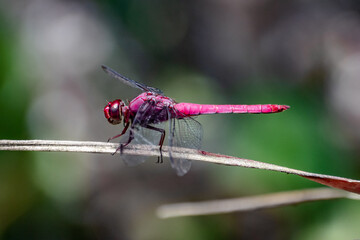 Close Up Macro of Red Dragonfly on Grass in Pond