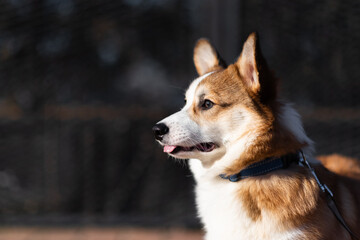 Portrait of a Pembroke Welsh Corgi puppy on a sunny day. Sits and looks away, biting his tongue. Happy little dog. Concept of care, animal life, health, show