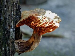 Orange mushroom, photographed on a dry tree trunk in Sítio in Esmeraldas, Minas Gerais.