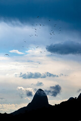 Birds Circling Over Mountain at Sunset in Rio De Janeiro Brazil