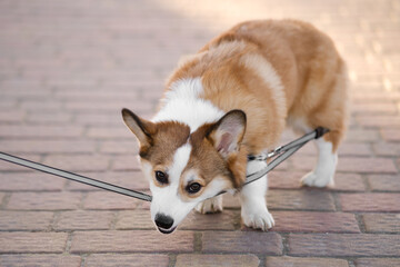 Pembroke Welsh Corgi puppy walks on a sunny day. He gets tangled in the leash and tries to chew it....