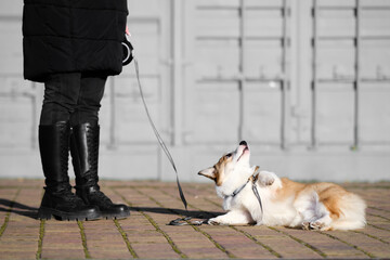 Pembroke Welsh Corgi puppy walks with its owner on a sunny day. Lies on its side, raising one paw...