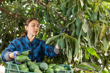 Skilled young woman farmer employee in plaid shirt harvesting fresh avocados during work on farm...