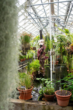 Victorian Greenhouse Indoor Jungle - Northampton Massachusetts 