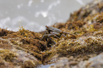 Crabs on rocks along the Indian Ocean coastline in natural native habitat, Bentota Beach, Sri Lanka