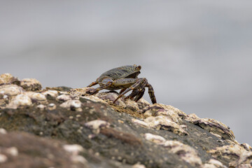 Crabs on rocks along the Indian Ocean coastline in natural native habitat, Bentota Beach, Sri Lanka