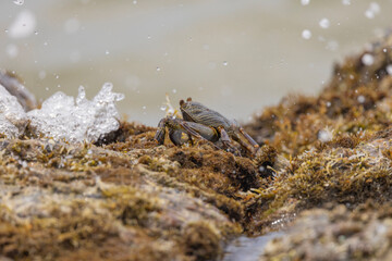 Crabs on rocks along the Indian Ocean coastline in natural native habitat, Bentota Beach, Sri Lanka