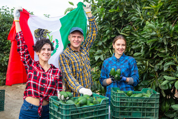 Group of happy young gardeners male and two female waving Mexican flag during avocado harvesting...