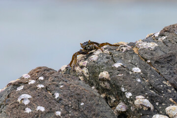 Crabs on rocks along the Indian Ocean coastline in natural native habitat, Bentota Beach, Sri Lanka