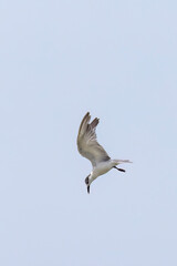 Whiskered Tern diving for prey seen in natural native habitat, Bentota Beach, Sri Lanka