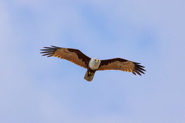 Brahminy kite (red-backed sea-eagle) in flight in natural native habitat, Bentota Beach, Sri Lanka