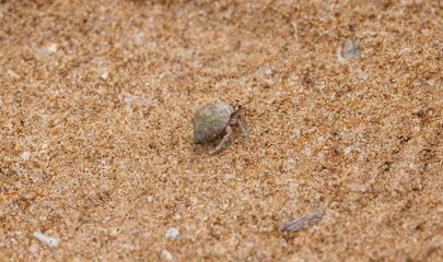 Fototapeta na wymiar Hermit crab in shell on sandy beach in natural native habitat, Bentota Beach, Sri Lanka