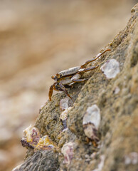 Crabs on rocks along the Indian Ocean coastline in natural native habitat, Bentota Beach, Sri Lanka