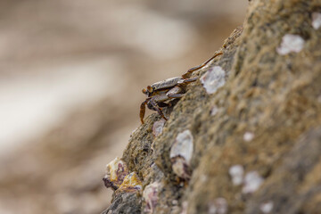 Crabs on rocks along the Indian Ocean coastline in natural native habitat, Bentota Beach, Sri Lanka