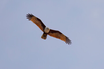 Brahminy kite (red-backed sea-eagle) in flight in natural native habitat, Bentota Beach, Sri Lanka