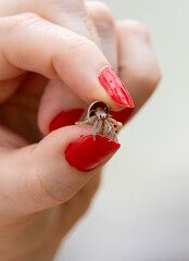 Hermit crab in shell held up for camera in natural native habitat, Bentota Beach, Sri Lanka