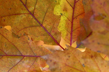 autumn leaves on the tree