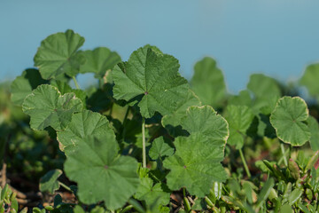 Kanaha Pond State Wildlife Sanctuary. Kahului Maui Hawaii. Malva parviflora, cheeseweed, cheeseweed mallow, Egyptian mallow, least mallow, little mallow, mallow, marshmallow, small-flowered mallow, 