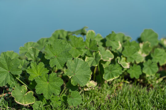 Kanaha Pond State Wildlife Sanctuary. Kahului Maui Hawaii. Malva parviflora, cheeseweed, cheeseweed mallow, Egyptian mallow, least mallow, little mallow, mallow, marshmallow, small-flowered mallow, 