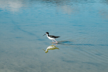 The black-necked stilt (Himantopus mexicanus) is a locally abundant shorebird of American wetlands and coastlines. Kanaha Pond State Wildlife Sanctuary. Kahului Maui Hawaii
