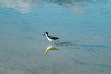 The black-necked stilt (Himantopus mexicanus) is a locally abundant shorebird of American wetlands and coastlines. Kanaha Pond State Wildlife Sanctuary. Kahului Maui Hawaii
