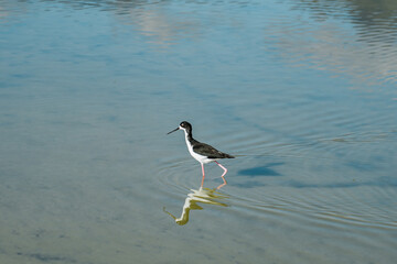 The black-necked stilt (Himantopus mexicanus) is a locally abundant shorebird of American wetlands and coastlines. Kanaha Pond State Wildlife Sanctuary. Kahului Maui Hawaii