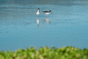 The black-necked stilt (Himantopus mexicanus) is a locally abundant shorebird of American wetlands and coastlines. Kanaha Pond State Wildlife Sanctuary. Kahului Maui Hawaii