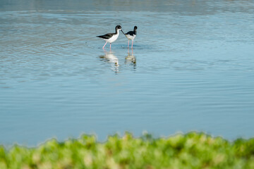 The black-necked stilt (Himantopus mexicanus) is a locally abundant shorebird of American wetlands and coastlines. Kanaha Pond State Wildlife Sanctuary. Kahului Maui Hawaii