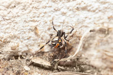 Brown Australian red back spider outdoors in the garden