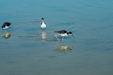 The black-necked stilt (Himantopus mexicanus) is a locally abundant shorebird of American wetlands and coastlines. Kanaha Pond State Wildlife Sanctuary. Kahului Maui Hawaii