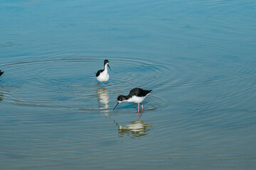The black-necked stilt (Himantopus mexicanus) is a locally abundant shorebird of American wetlands and coastlines. Kanaha Pond State Wildlife Sanctuary. Kahului Maui Hawaii