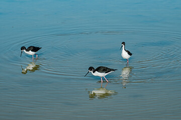 The black-necked stilt (Himantopus mexicanus) is a locally abundant shorebird of American wetlands and coastlines. Kanaha Pond State Wildlife Sanctuary. Kahului Maui Hawaii