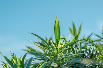 Kanaha Pond State Wildlife Sanctuary. Kahului Maui Hawaii. Myoporum sandwicense, commonly known as naio, bastard sandalwood or false sandalwood is a species of flowering plant in the figwort family,