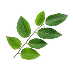branch leaves isolated on transparent background, element remove background, element for design