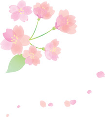Obraz na płótnie Canvas 桜の花のカットイラスト2