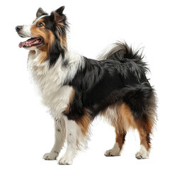 Fototapeta premium Collie dog standing isolated on transparent background, element remove background, element for design