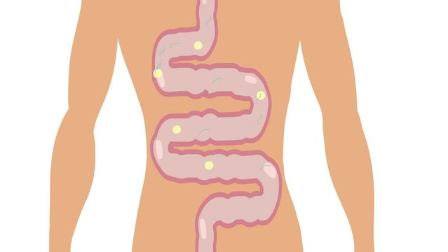Simple illustrative animation of digestive system. How it works digestion, Large colon anatomy organ and intestines. 