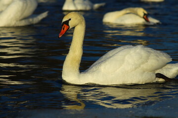 Fototapeta premium swans on the lake