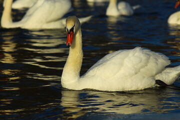 swans on the lake