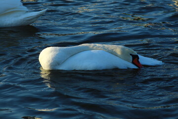 swans on the lake