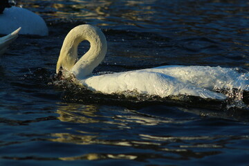 swans on the lake