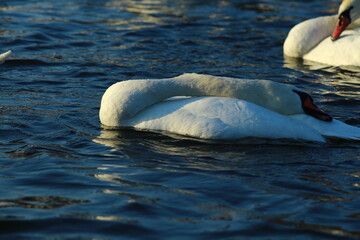 swans on the lake