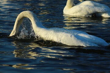 swans on the lake
