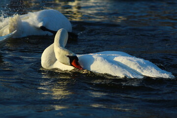 swans on the lake