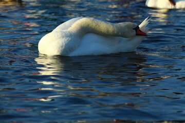 a flock of swans by the river