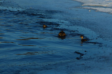 a flock of swans by the river